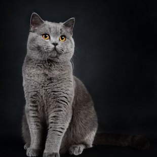 Viktor from Baltic wave