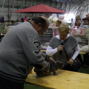 Es strādāju arī kā tulks mūsu kluba Mooncat rīkotajās izstādēs