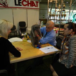 manas audzētavas runcis Viktors