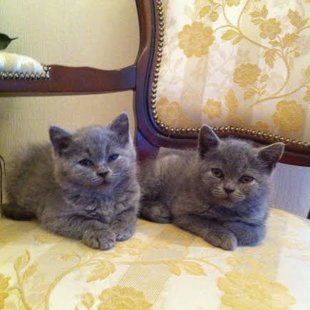 Nāc un izvēlies kādu no mums! Mēs jau gaidām!!!